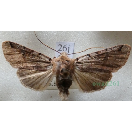 Agrochola litura (Linnaeus, 1758) Źrenicówka przecinkówka Czech26j
